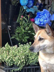 ブルーの花