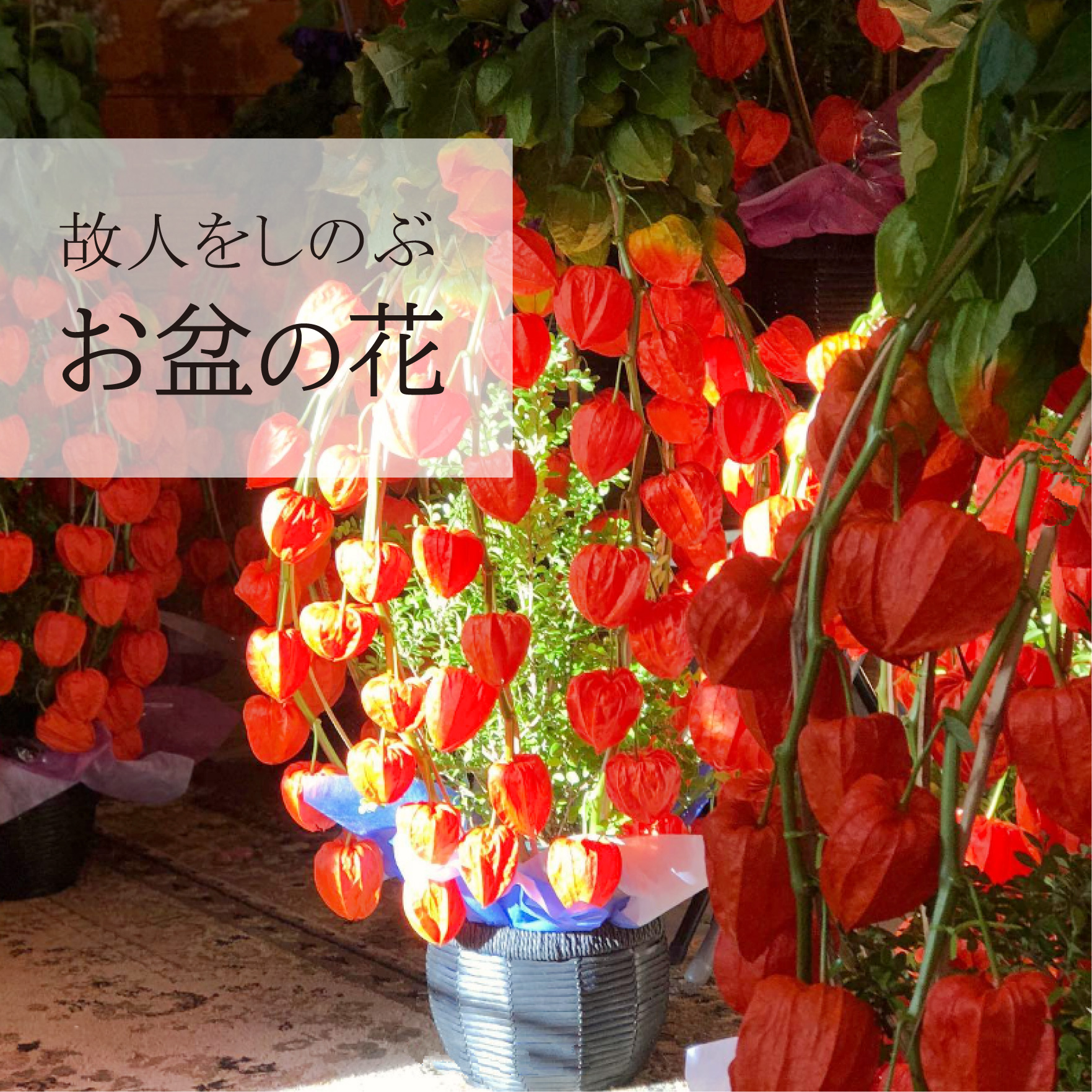 Ｆ・Ｌ・Ｙ・フォンタネ、花、超希少、新品額付、状態良好 フウラン系の香りがする小型バンダ近縁種】Vandachostylis Pinky