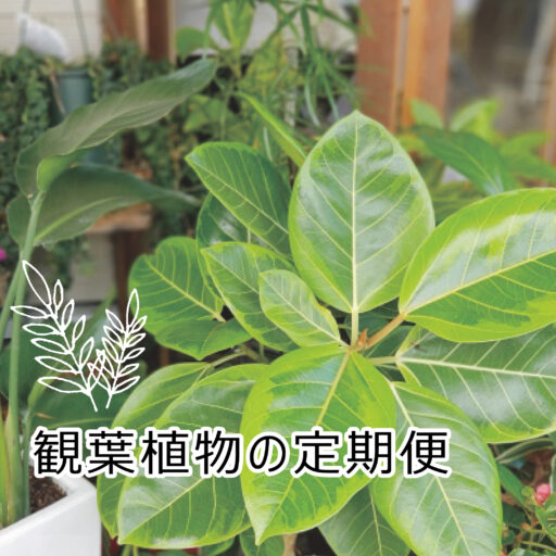 観葉植物の定期便